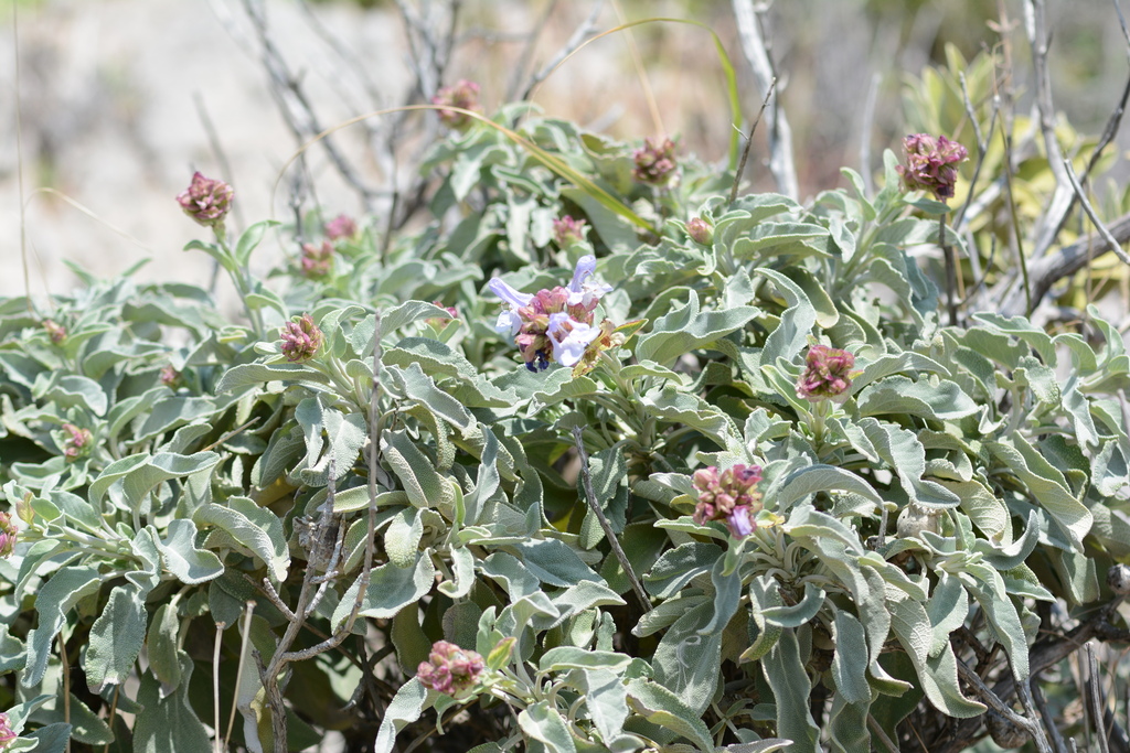 Salvia pomifera; photograph (c) Pantazi Katerina, some rights reserved (CC BY)