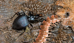 Scaphinotus ridingsii