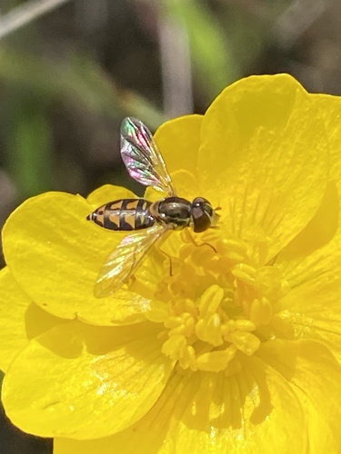Unknown species found near Mount Diablo State Park, Clayton, CA, US