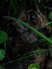 Geum virginianum