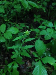 Geum virginianum