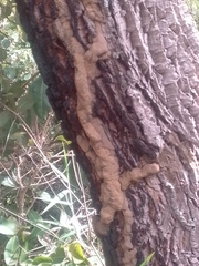 Constrictotermes cyphergaster