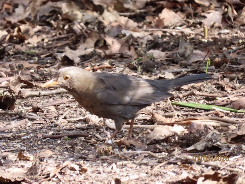 Common Blackbird