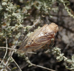 Clidophleps beameri