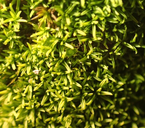 Pseudocrossidium revolutum, 2026-02-28