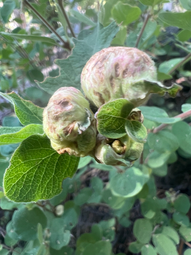 iNaturalist observation photo of Snowberry Sawfly