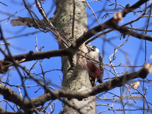 Great Spotted Woodpecker