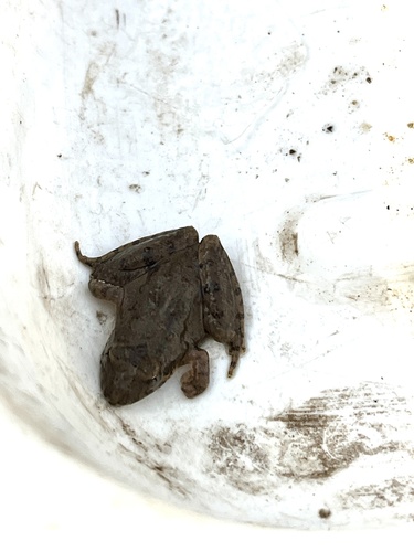 Blanchard's Cricket Frog