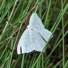 Maxates centrophylla