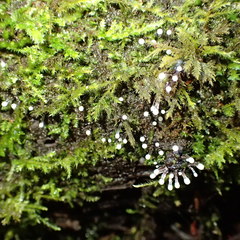 Lamproderma columbinum