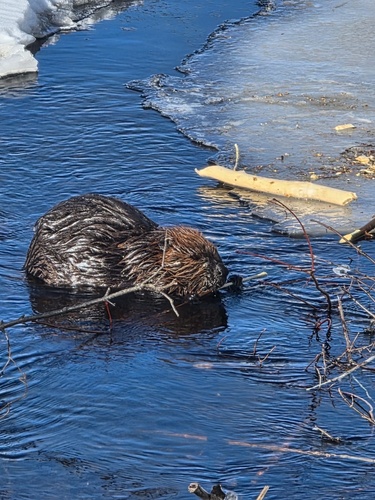American Beaver