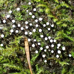 Lamproderma columbinum