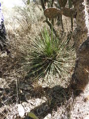 Agave striata