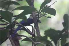 Cyanocorax melanocyaneus