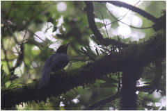 Cyanocorax melanocyaneus
