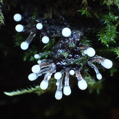 Lamproderma columbinum