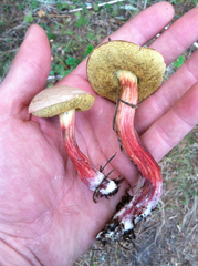 Xerocomellus diffractus