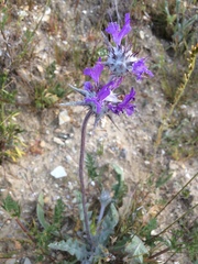 Salvia carduacea