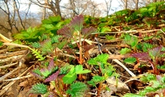 Urtica platyphylla