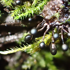 Lamproderma columbinum