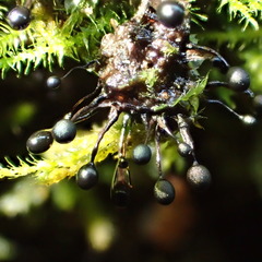 Lamproderma columbinum