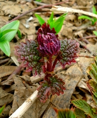 Urtica platyphylla