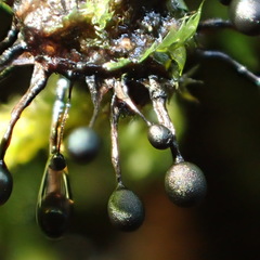 Lamproderma columbinum