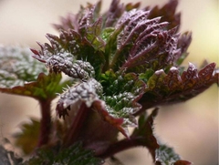 Urtica platyphylla