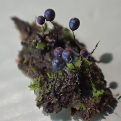 Lamproderma columbinum