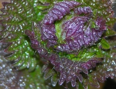 Urtica platyphylla