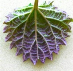 Urtica platyphylla