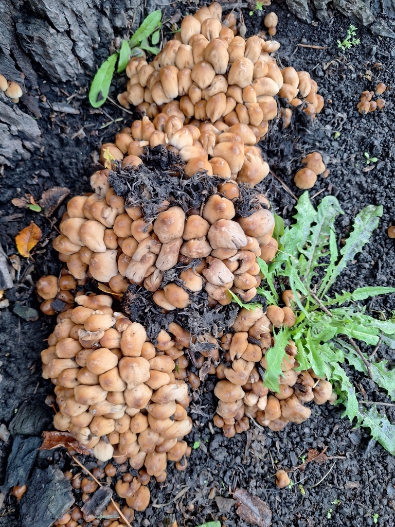 Coprinellus maluri-cyanei · March 2026 · photo: © heidimeudt (iNaturalist, cc-by)