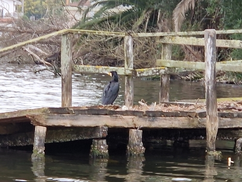 Kormoran