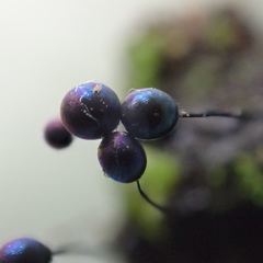 Lamproderma columbinum