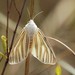Echo Moth - Photo (c) lisnel, some rights reserved (CC BY-NC), uploaded by lisnel