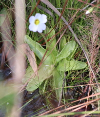 Pinguicula primuliflora