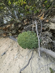 Bolax gummifera, photograph (c) Anabela Plos, some rights reserved (CC BY)