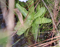 Pinguicula primuliflora