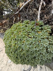 Bolax gummifera, photograph (c) Anabela Plos, some rights reserved (CC BY)