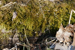 Sciuro-hypnum plumosum