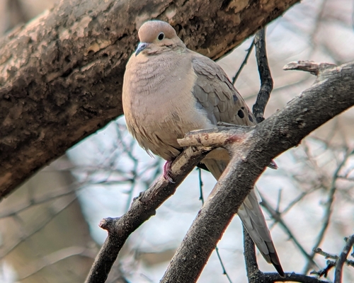 Mourning Dove