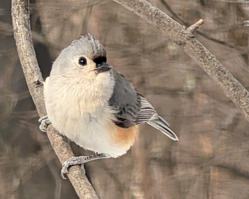 Tufted Titmouse