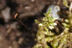 Sciuro-hypnum plumosum