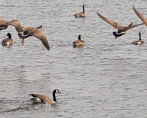 Canada Goose