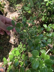 Pittosporum crassifolium