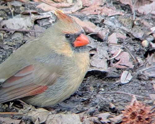 Northern Cardinal