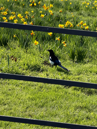 Eurasian Magpie
