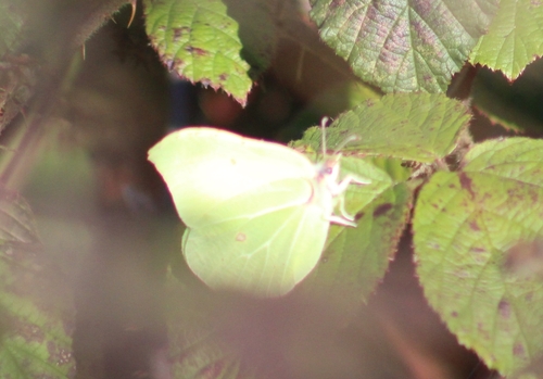 Brimstone Butterfly