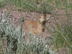 Cynomys parvidens