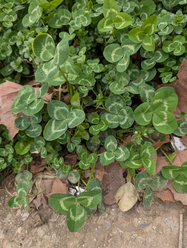 white clover